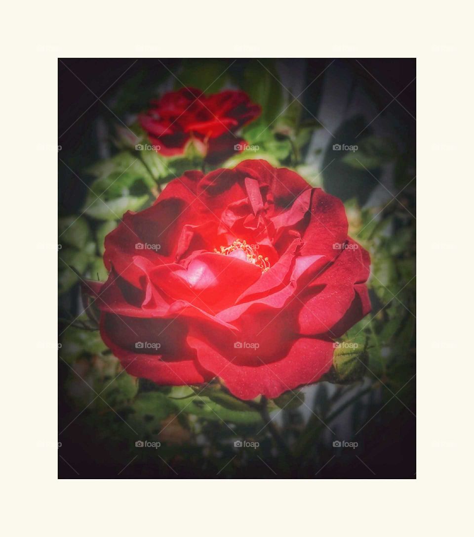 Red Blossom rose