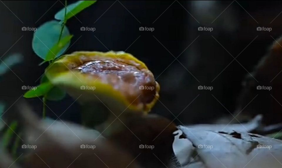 Frogs perspective of seeing this world