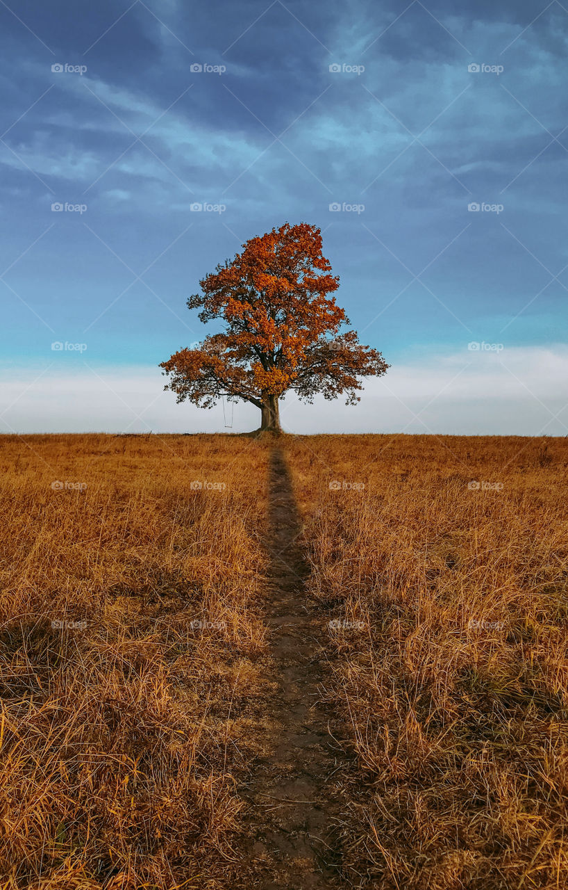 Lonely tree, on the field, autumn 