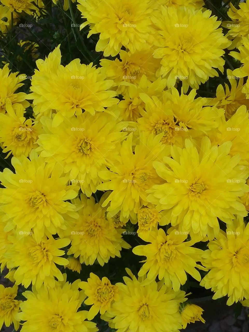 Beautiful yellow flowers mums