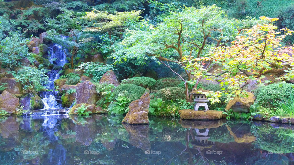 A pond within a garden.