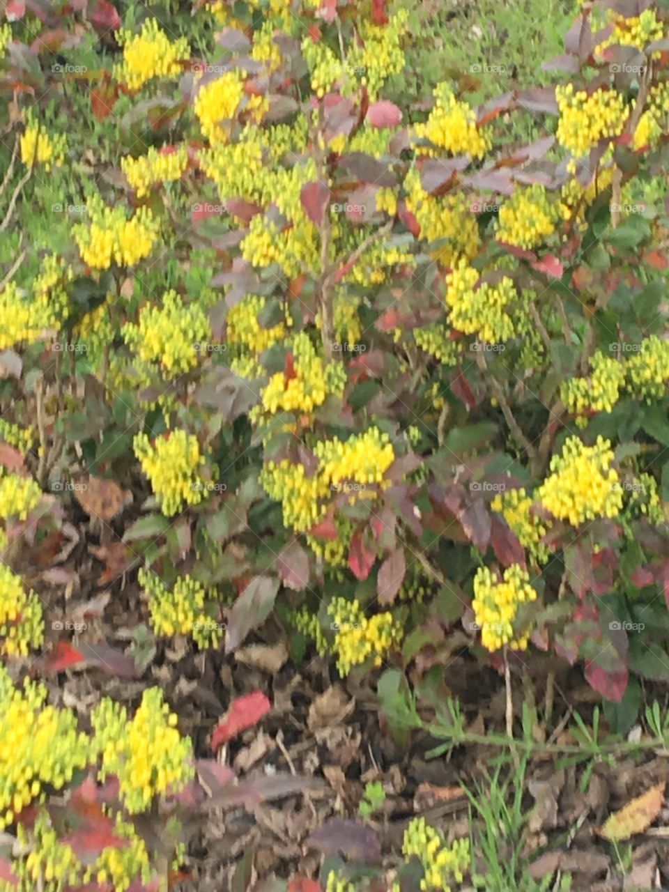Yellow, flowers 