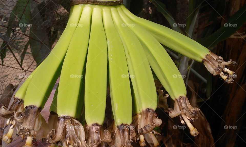 banana art