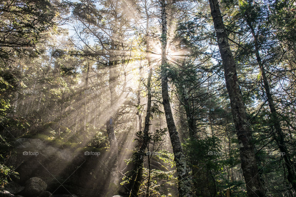 The sunshine rays casting it's shadows through the trees around it