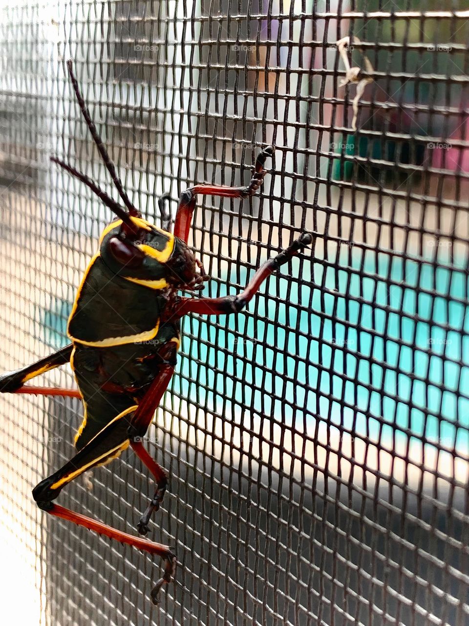 Colorful Grasshopper Interaction