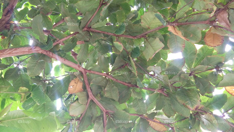 Leaves branches