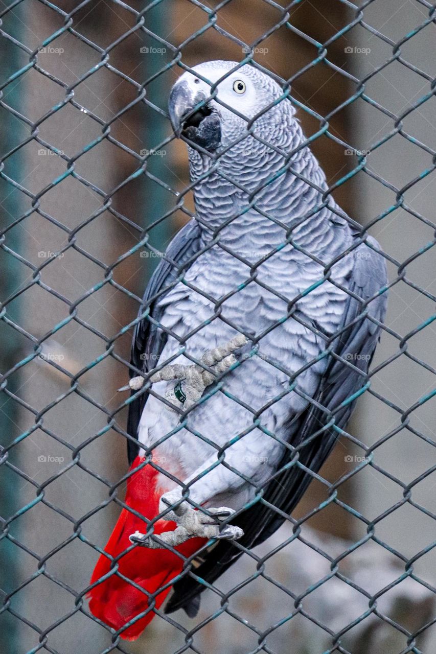 A parrot at the metal fence