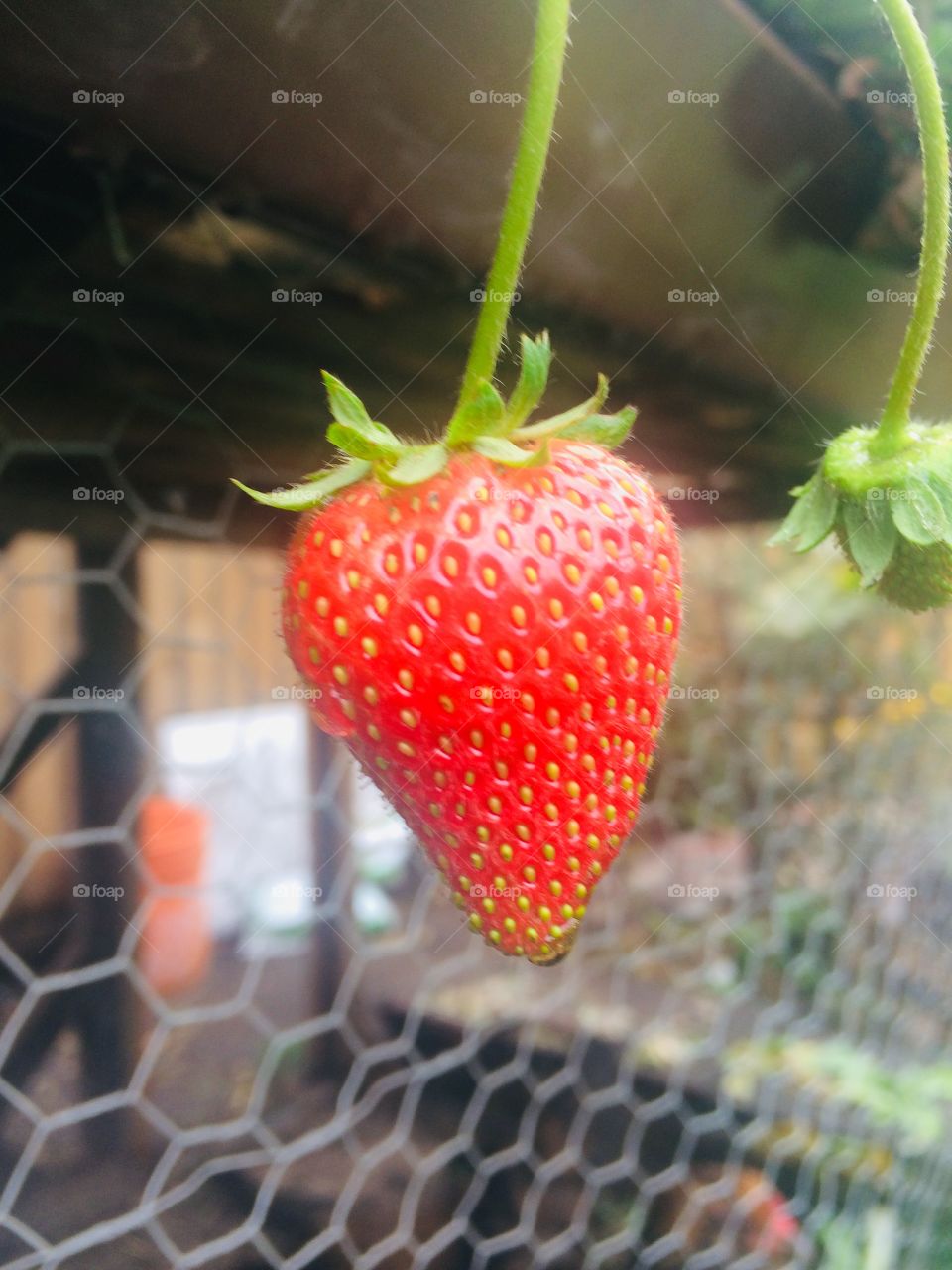 Strawberry 