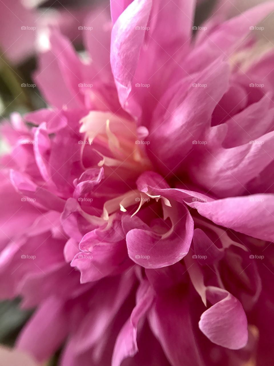 Pink peony 