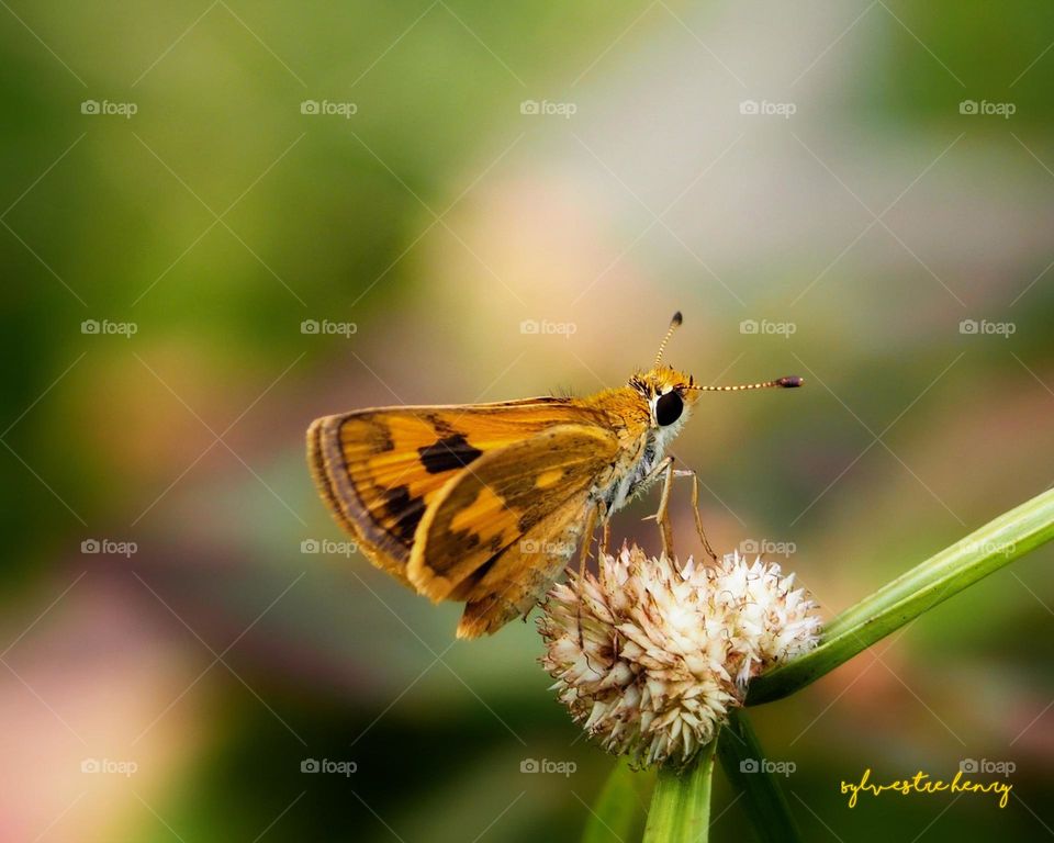 litle butterfly