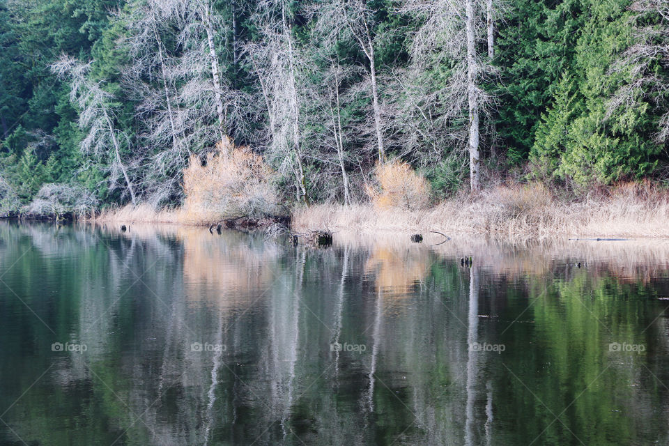 Nature reflection 