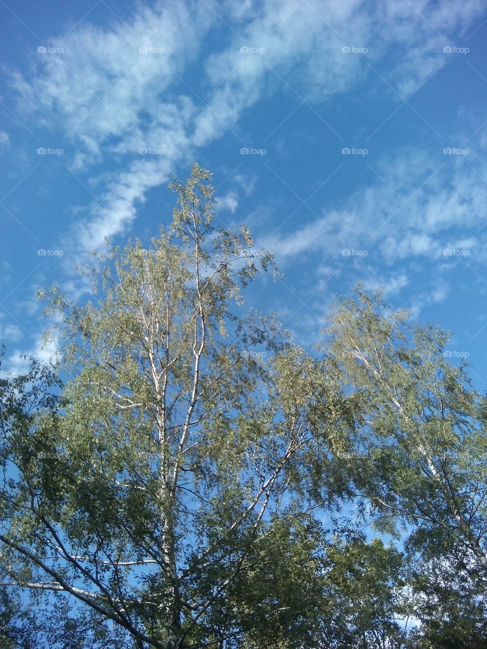 Tree, No Person, Landscape, Nature, Sky