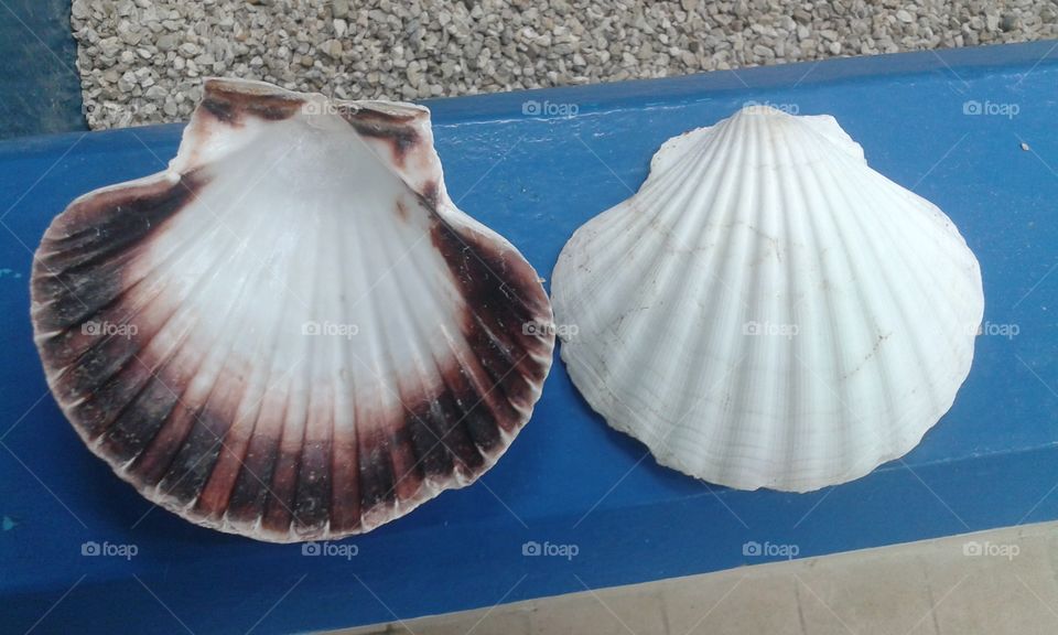 Shells