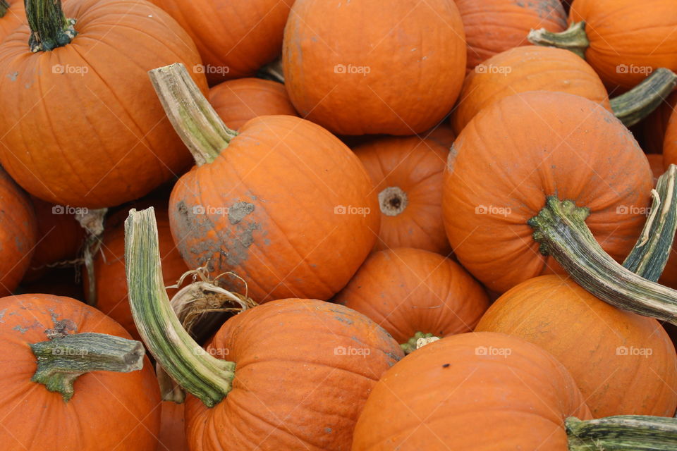 Pumpkin Season