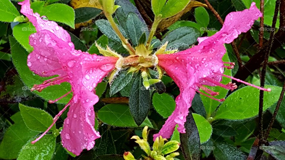 Beautiful blossoming Azalea Flowers covered in rain droplets.