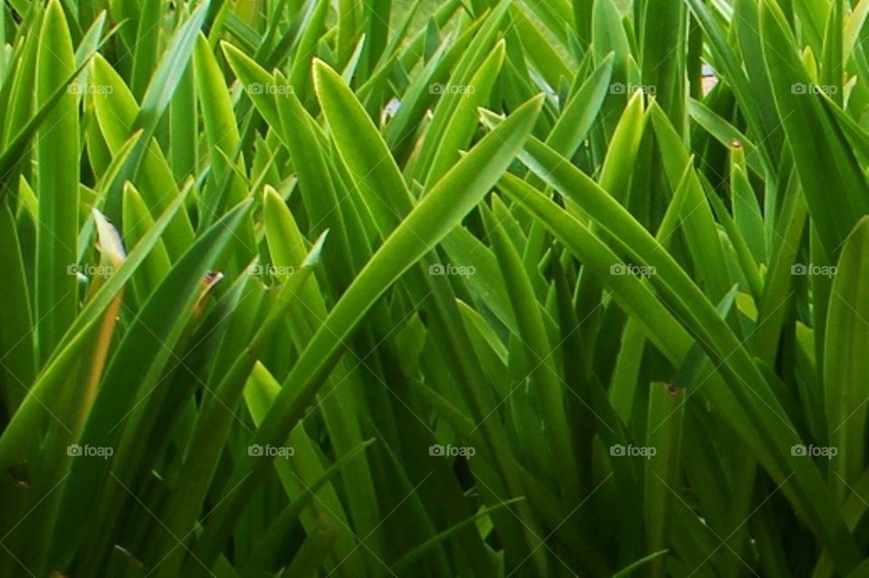 Green leaves