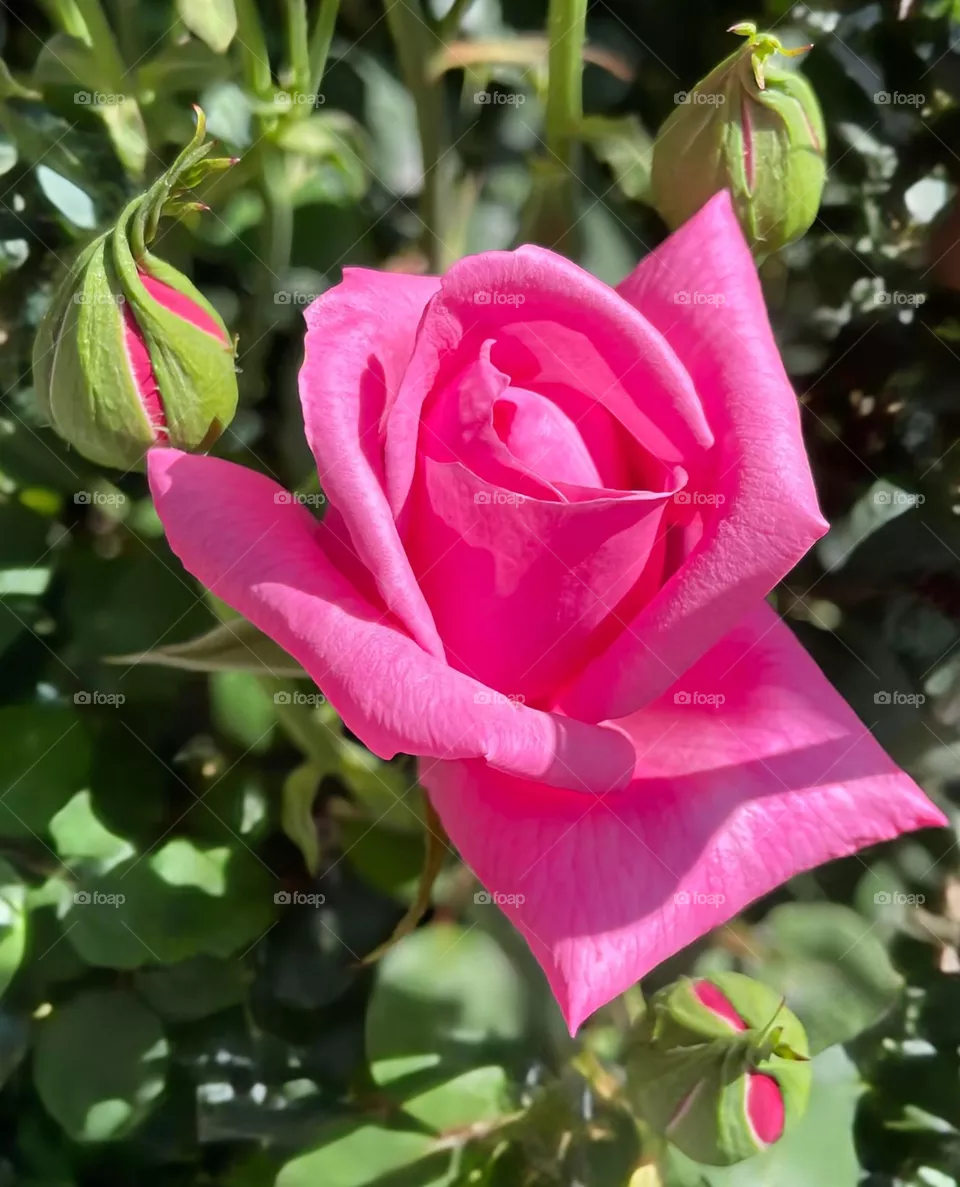 Rose