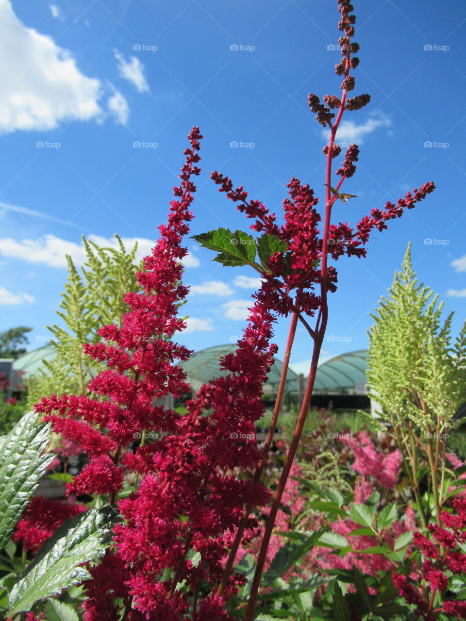 Bright colour Astilbe against blue sky