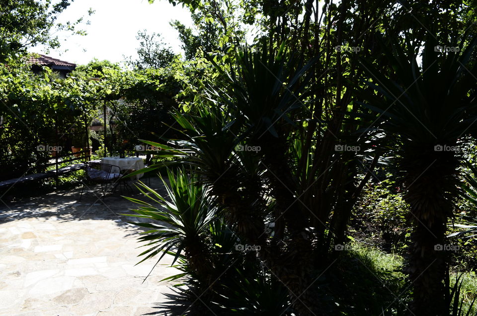 palm garem in silouiete