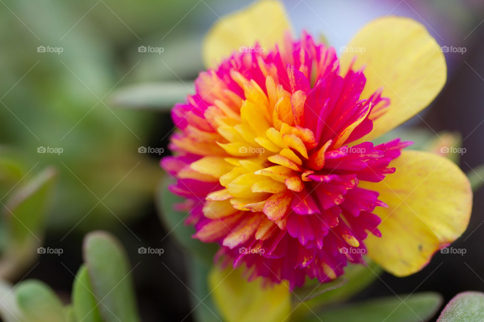 Pink & Yellow Flower 