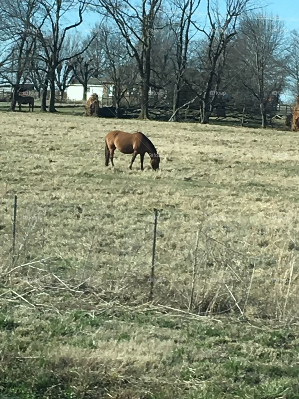 Beautiful horses just grazing and enjoying the fair weather. God is all around us.