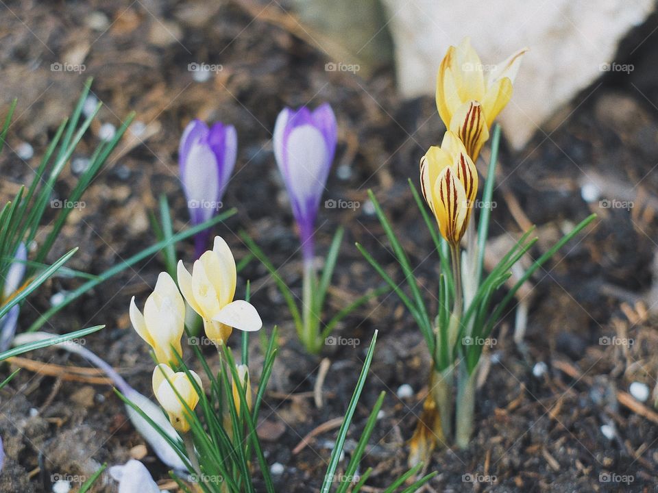 Crocus flower spring blossom 