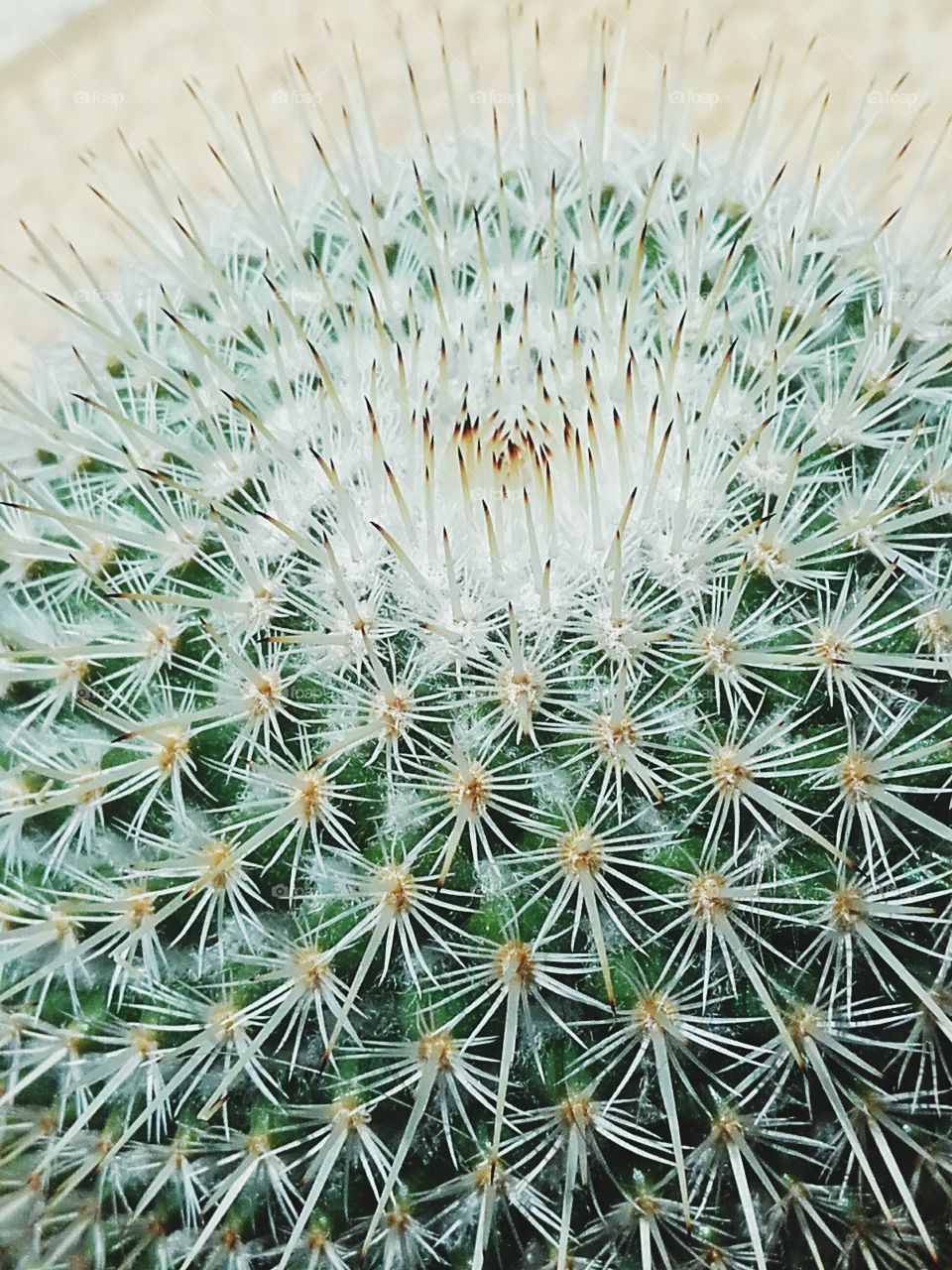 Cactus, Succulent, Spine, Spike, Sharp