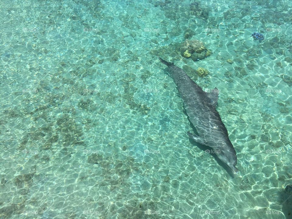Majestic dolphin in clear water - French Polynesia
