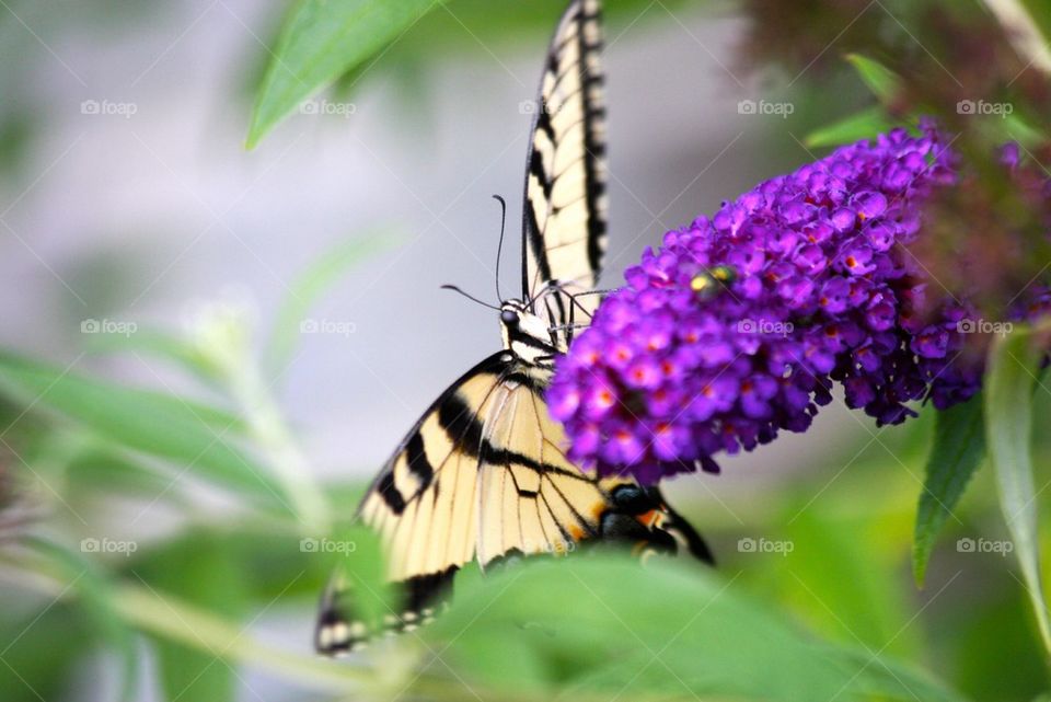 Yellow Swallowtail 