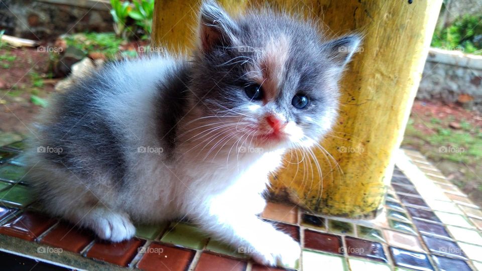 Cute kitten sitting on the terrace in the yard
