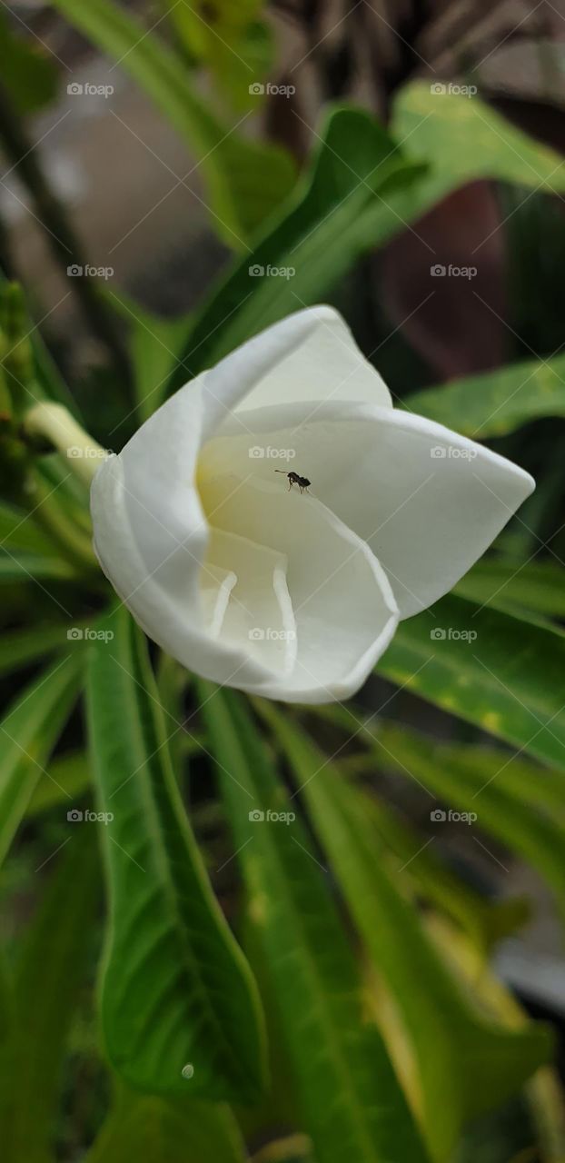 Such a small insect in the pure white of a flower