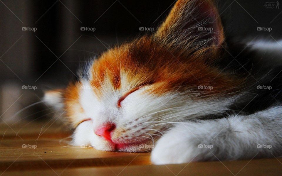 sleeping kitty