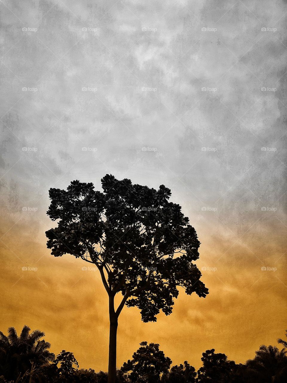 tree. colour. evening. nature. plants. sky. cloud.