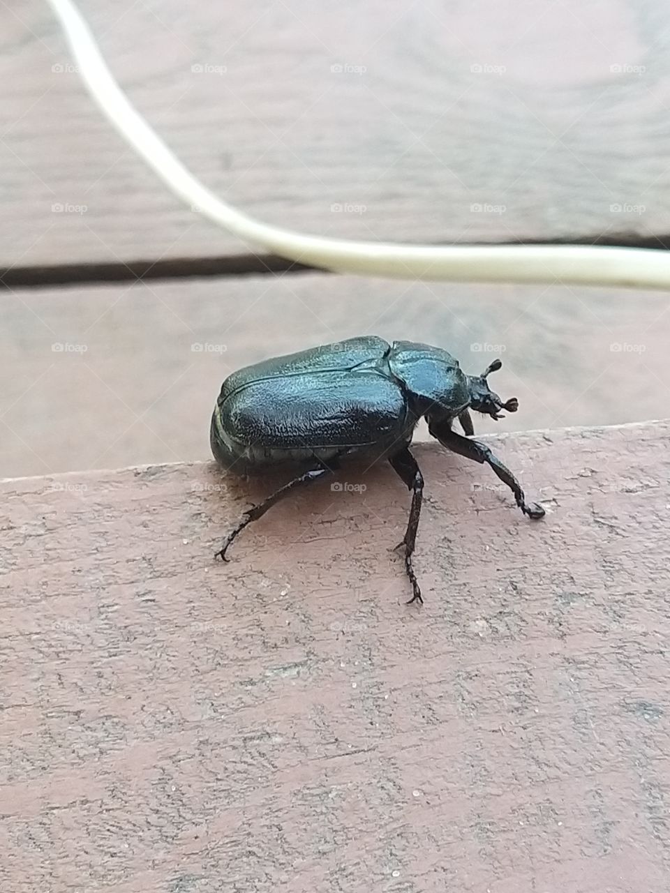 large black beetle sits on a wooden surface in the summer in the garden