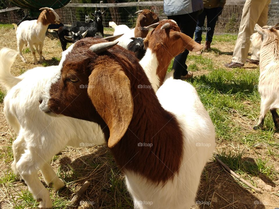 pygmy goat on a farm