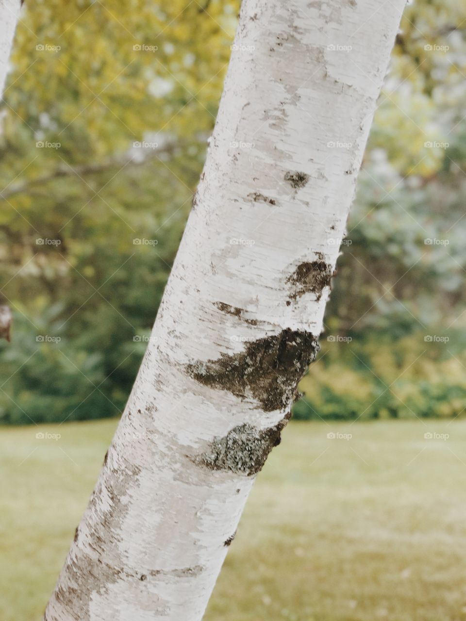 Leaning birch