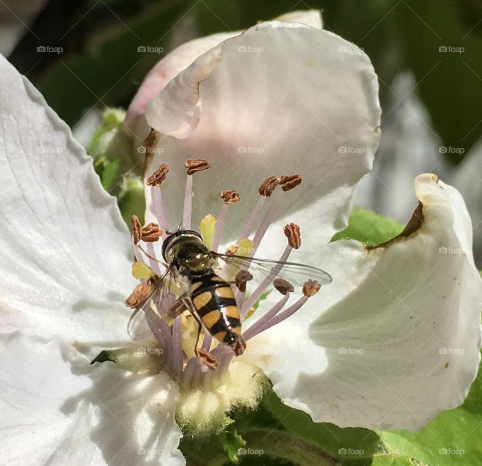 High angle view of bee and flower