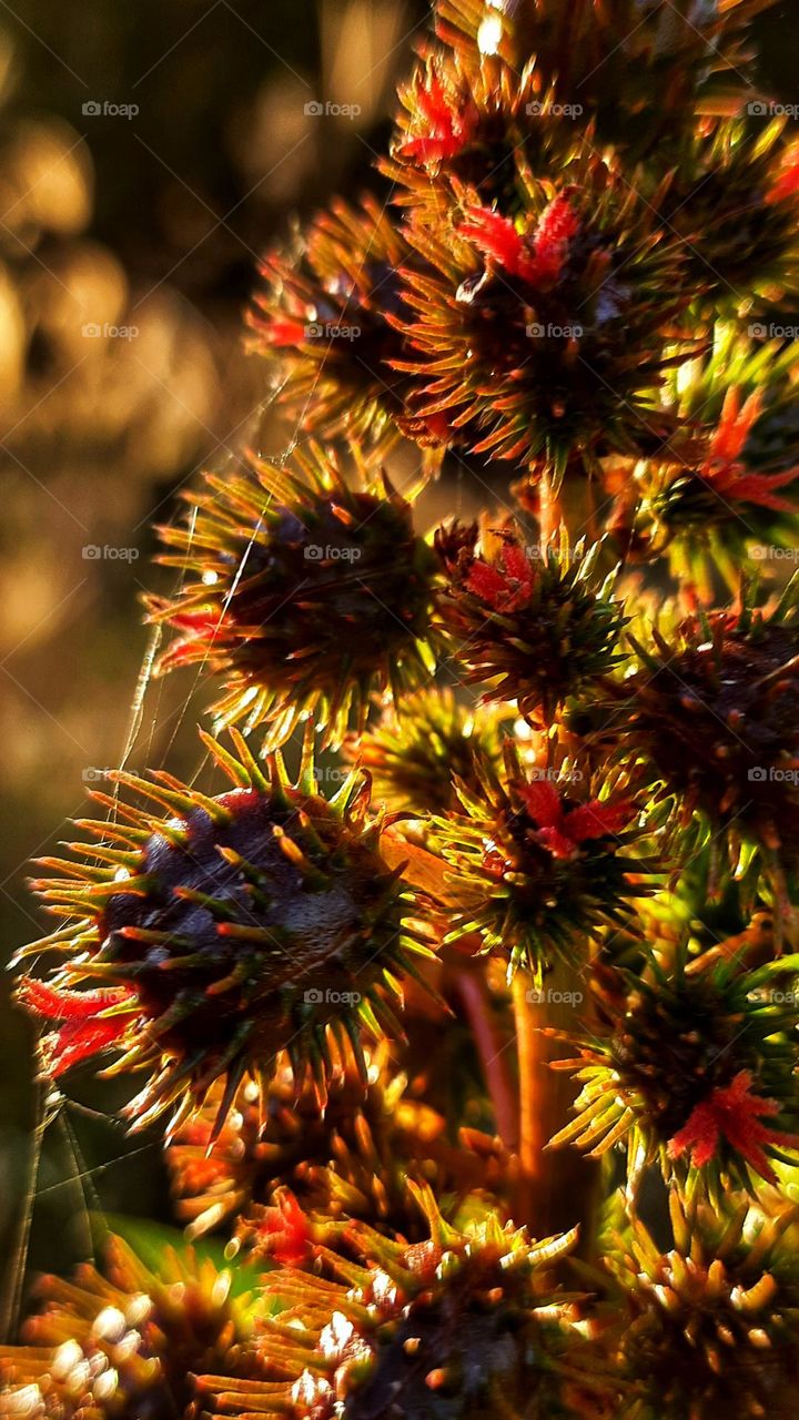 Field  plant, plant, Field, countryside, thorns, colorful, nature, landscape, spiderweb