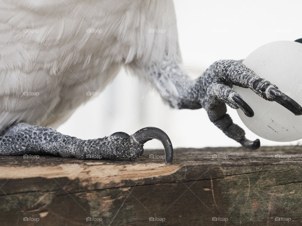 Cockatoo talons