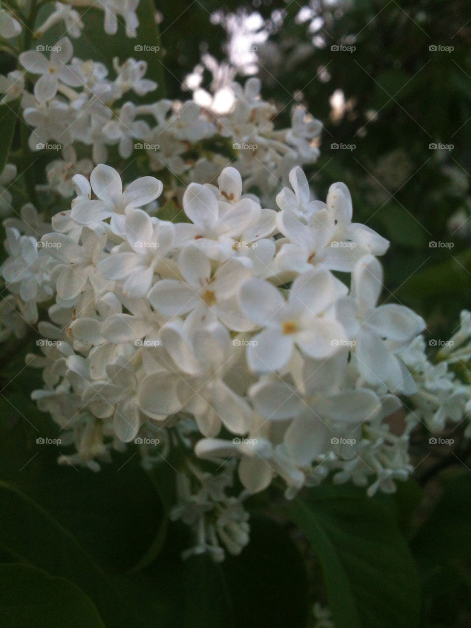 White bush flower