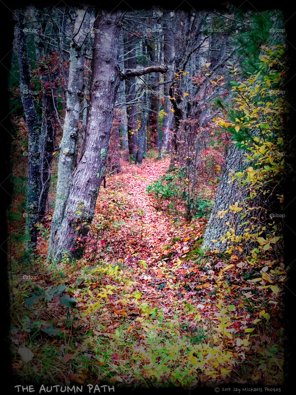 The Autumn Path. A Magical Path appears in the forest. It is Autumn. Follow...