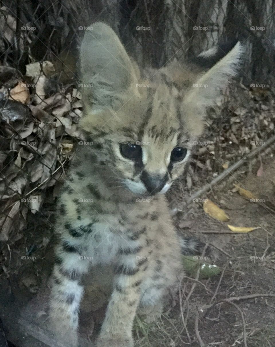 Baby Serval. Two weeks old at San Diego zoo 
