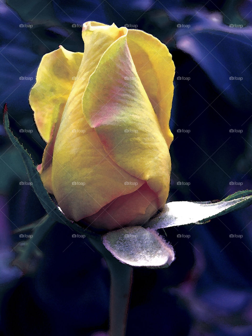 yellow macro photography rose by probie15