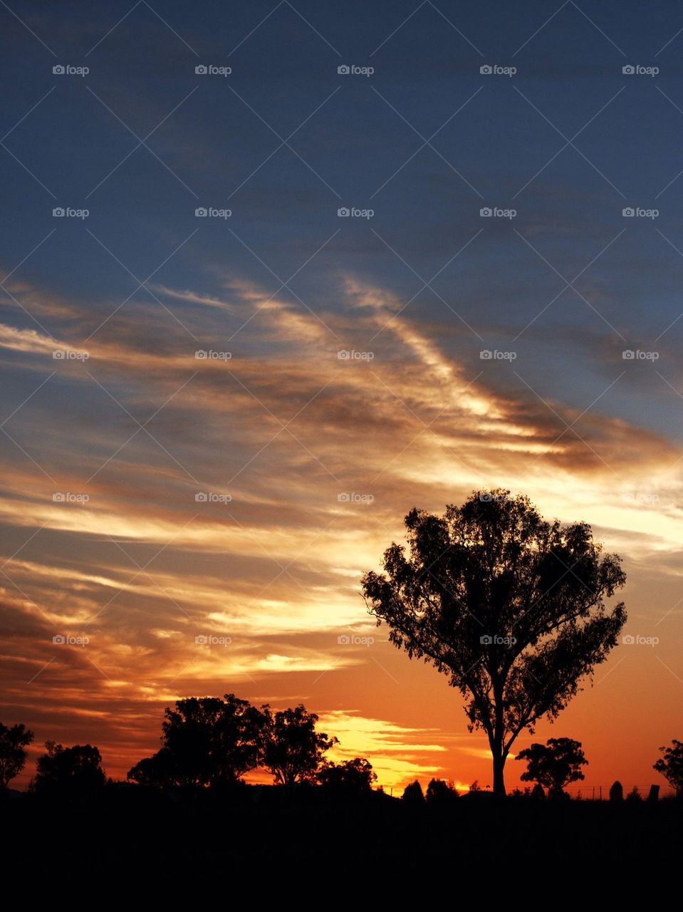 Silhouette of trees during sunset