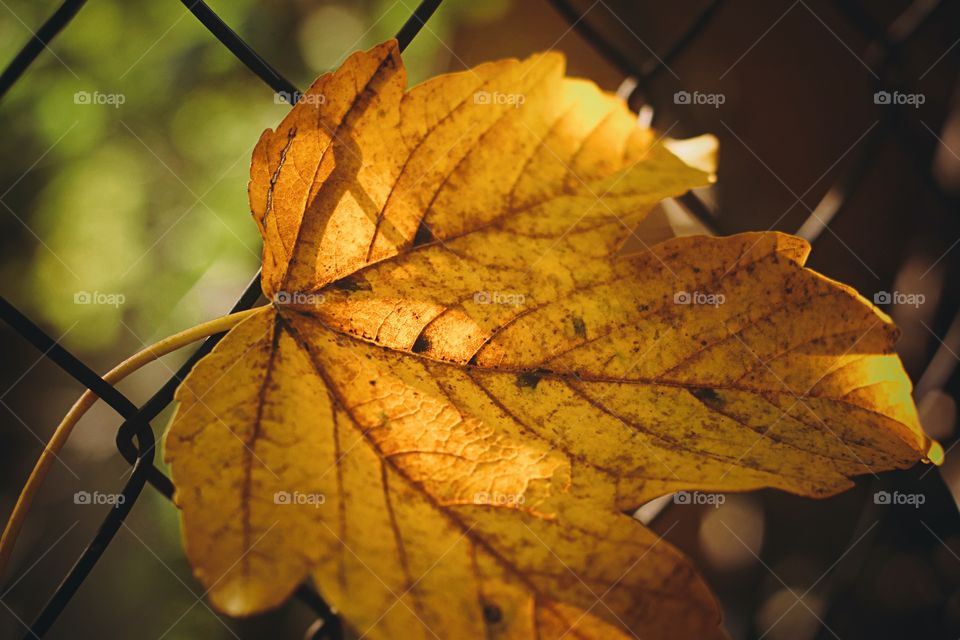 Closeup of yellow autumn leaf