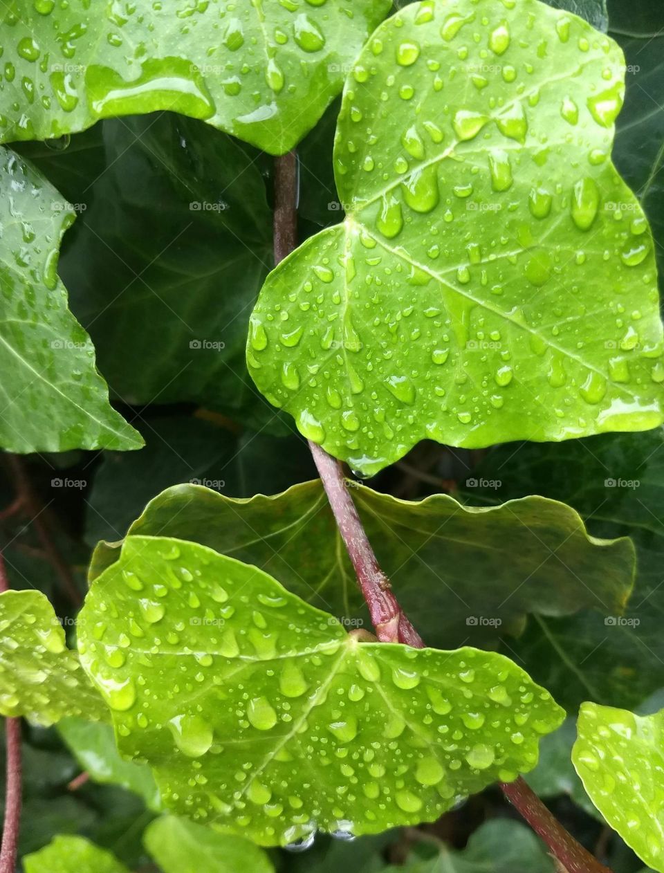 leaves and water drops