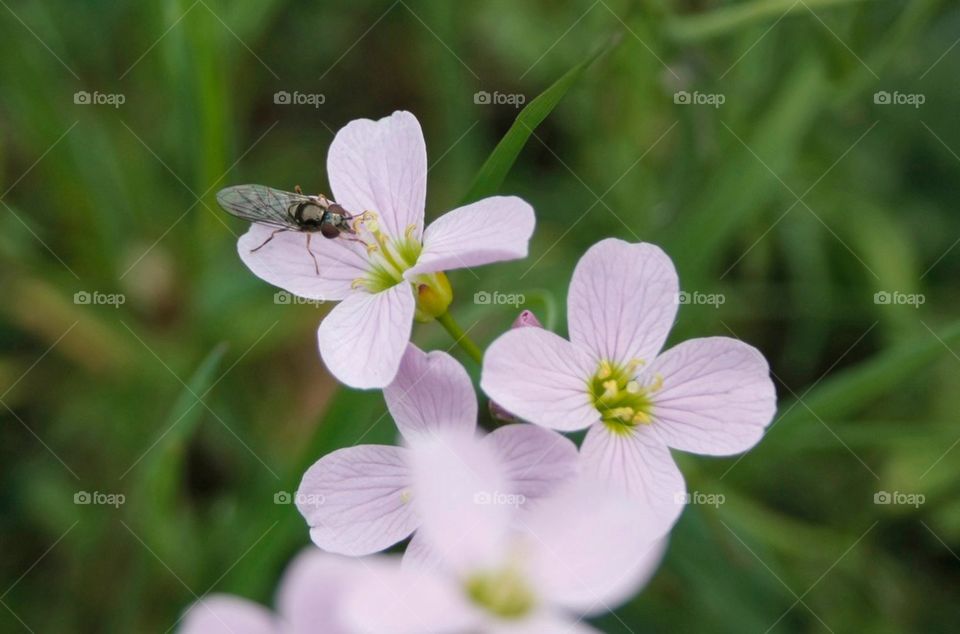 Fly On Flower