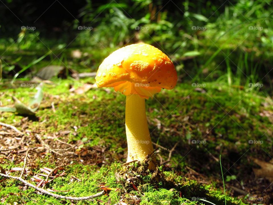 Mushroom in the forest in micro