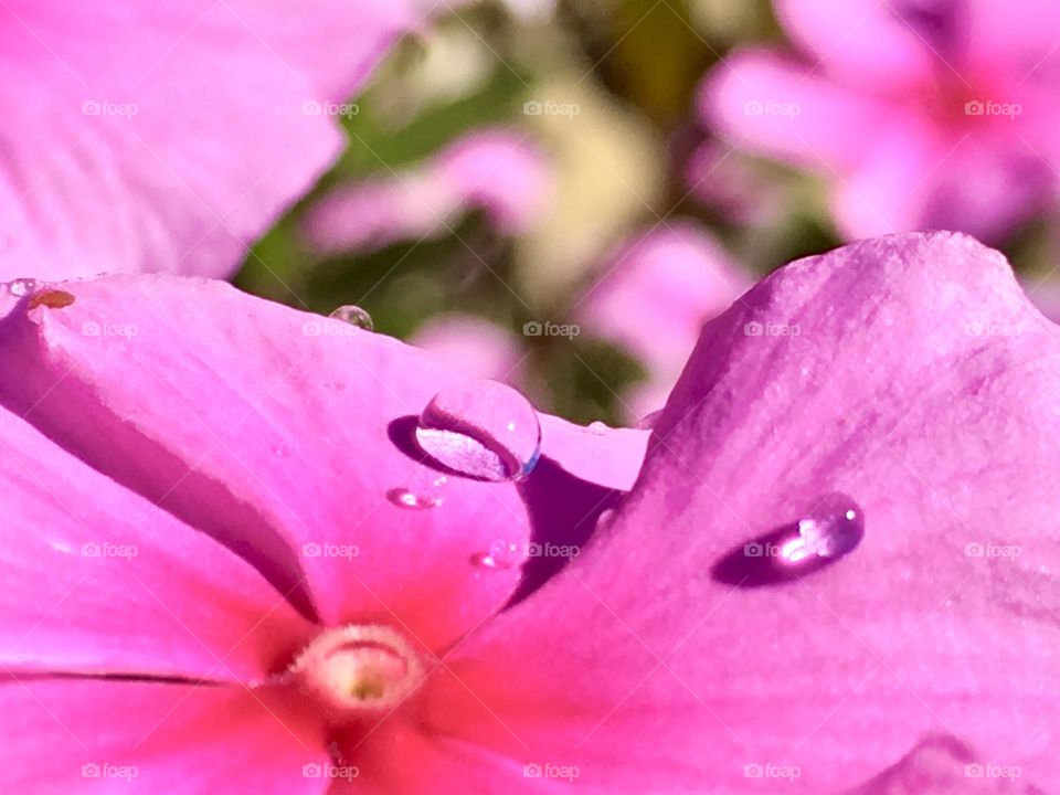 Spring raindrops after a sun shower on the last of a tulip’s vivid, bright, pink blossoms. Outdoors, sunny, day. Concept, freshness, new life,  irrigation, seasons, and gardening, botany, and cultivation