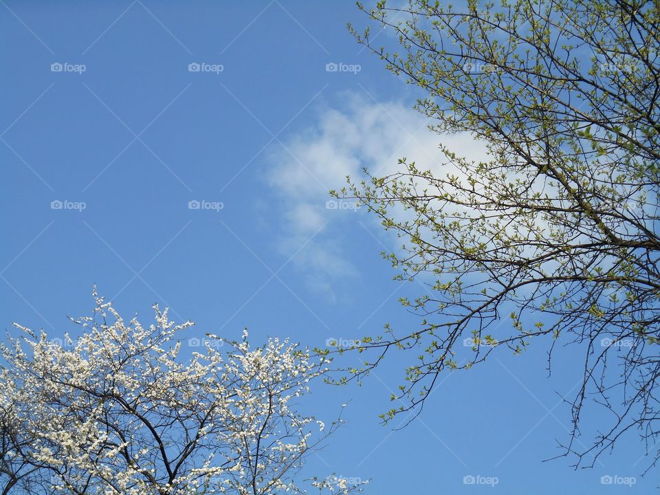 Tree, Branch, Winter, No Person, Landscape